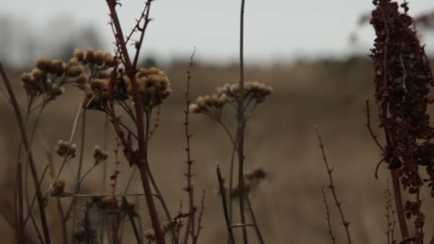 De man is lopen op de weg in het veld — Stockvideo