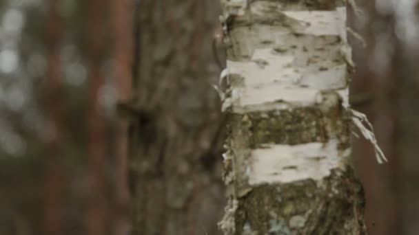 Forest. pine and birch defocus — Stock Video