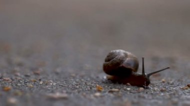 Islak asfalt boyunca salyangoz tarar