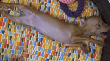 Yatağında oynarken şirin minyatür pinscher köpek yavrusu arıyorum
