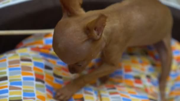 Lindo miniatura pinscher cachorro buscando jugando en su cama — Vídeos de Stock