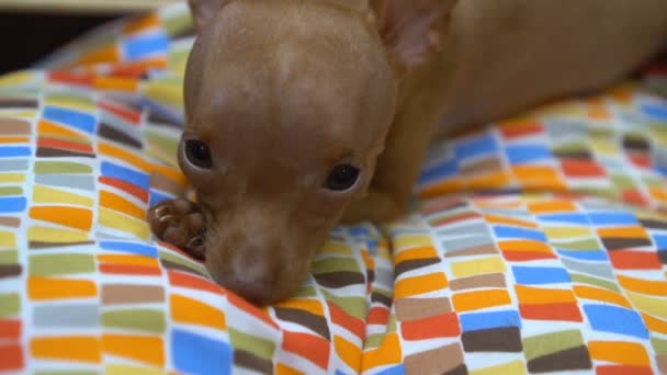 Roztomilá Miniatura pinscher štěně hledá hraje v posteli — Stock video