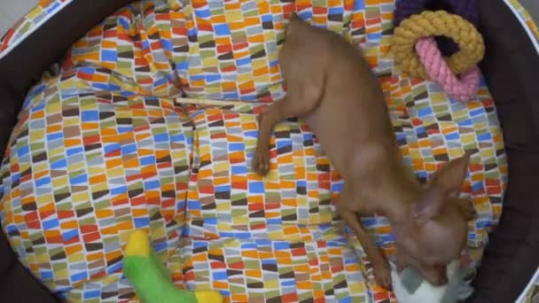 Aranyos kis méretű pinscher kiskutya keresi az ágyában játszott — Stock videók