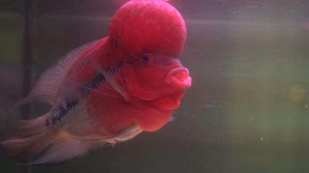 Blume Horn klischeehafte Fische im Aquarium — Stockvideo