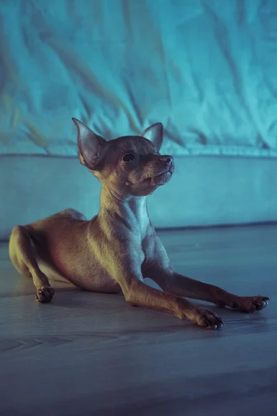 Carino in miniatura pinscher cucciolo — Foto Stock
