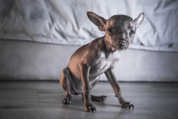 Carino in miniatura pinscher cucciolo — Foto Stock