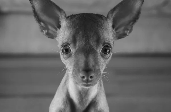 Bonito filhote de cachorro miniatura pinscher — Fotografia de Stock