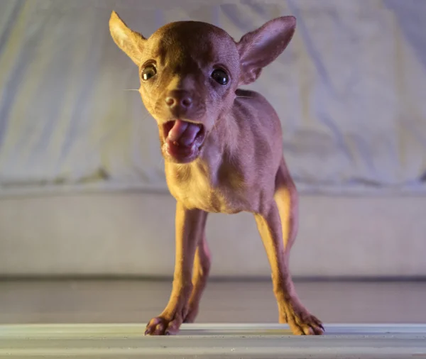 Bonito filhote de cachorro miniatura pinscher — Fotografia de Stock