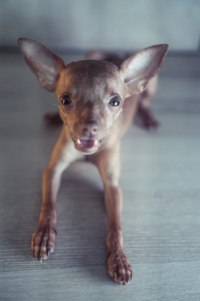 Şirin minyatür pinscher köpek yavrusu — Stok fotoğraf