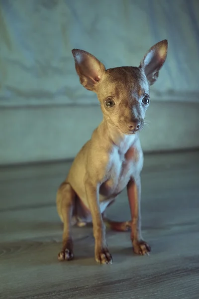 Carino in miniatura pinscher cucciolo — Foto Stock