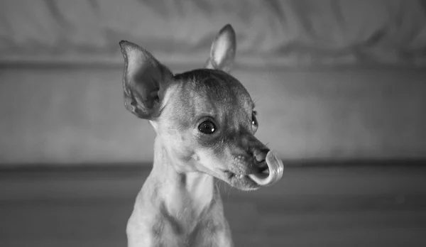 Carino in miniatura pinscher cucciolo — Foto Stock