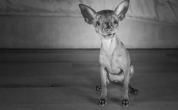 Carino in miniatura pinscher cucciolo — Foto Stock