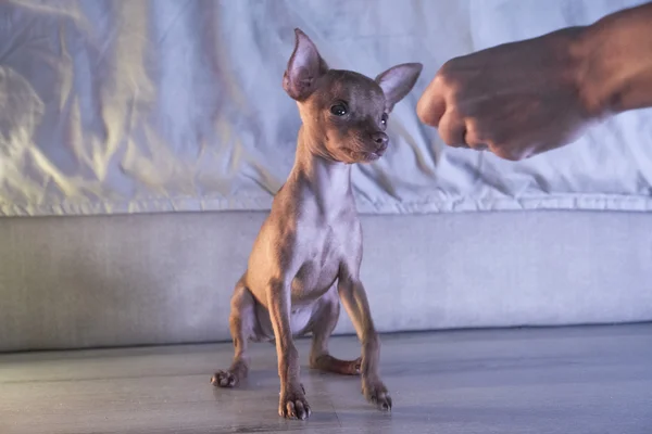 Lindo cachorro pinscher miniatura —  Fotos de Stock