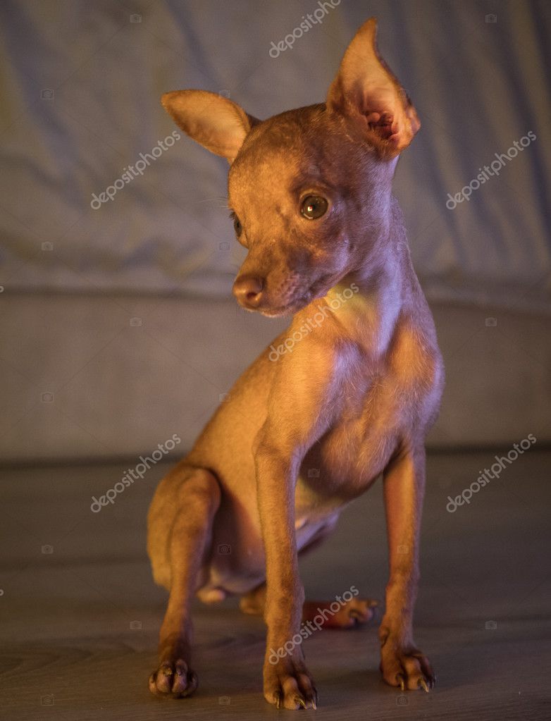 Lindo cachorro pinscher miniatura — Foto de stock #127459174 © nelka7812, image size:782x1023