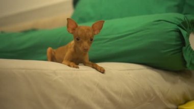 Şirin minyatür pinscher köpek yatak