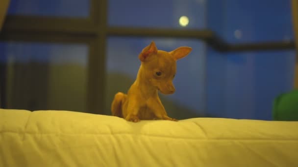 Милый миниатюрный щенок-пинчер на кровати — стоковое видео