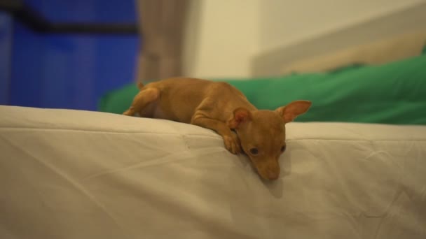 Милый миниатюрный щенок-пинчер на кровати — стоковое видео