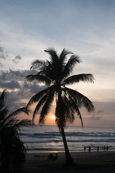 Palm och silhuetter av människor som promenerar på stranden under solnedgången — Stockfoto