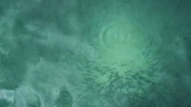 Dönen bir turkuaz mavi denizde balık Balık