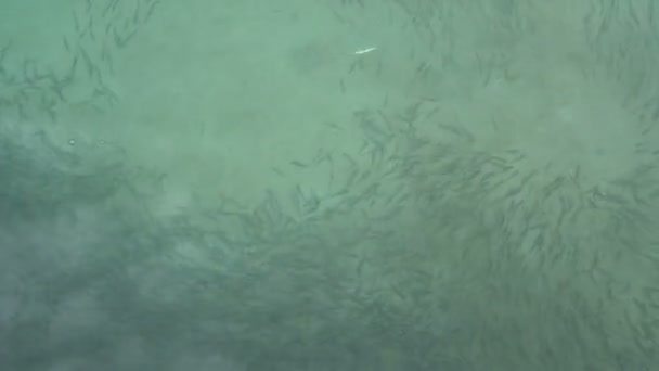 Shoal van fish zwenken in een azuurblauwe zee — Stockvideo