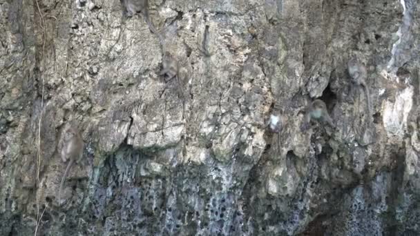 在上面的石头岛上移动的猴子清水绿松石海 — 图库视频影像
