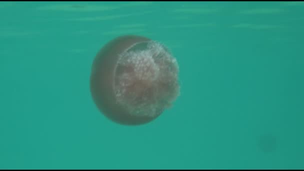 Medusas en el mar — Vídeos de Stock