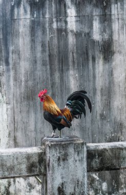 Beton gri duvarın üzerinden güzel horoz