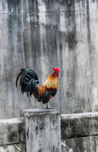 Beau coq sur mur gris béton — Photo