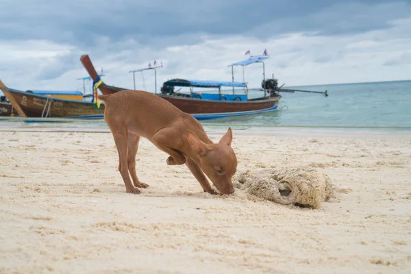 Carino in miniatura pinscher cucciolo sulla spiaggia — Foto Stock