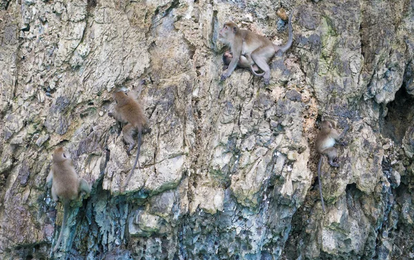 Πίθηκοι στο πέτρινο νησί — Φωτογραφία Αρχείου