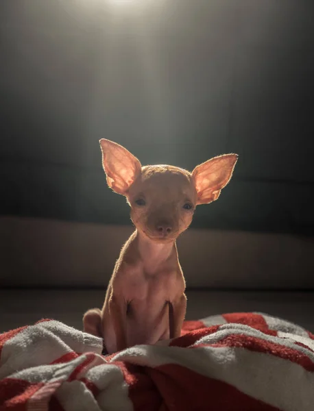 Carino in miniatura pinscher cucciolo — Foto Stock