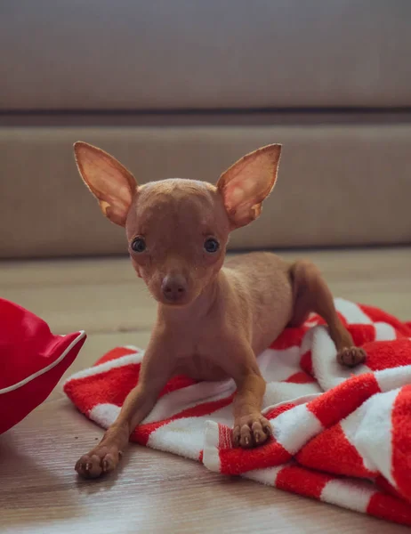 Lindo cachorro pinscher miniatura — Foto de Stock