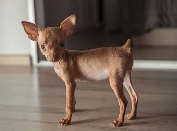 Lindo cachorro pinscher miniatura —  Fotos de Stock