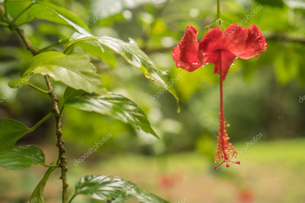 Red bell flower — Stock Photo © nelka7812 129282704