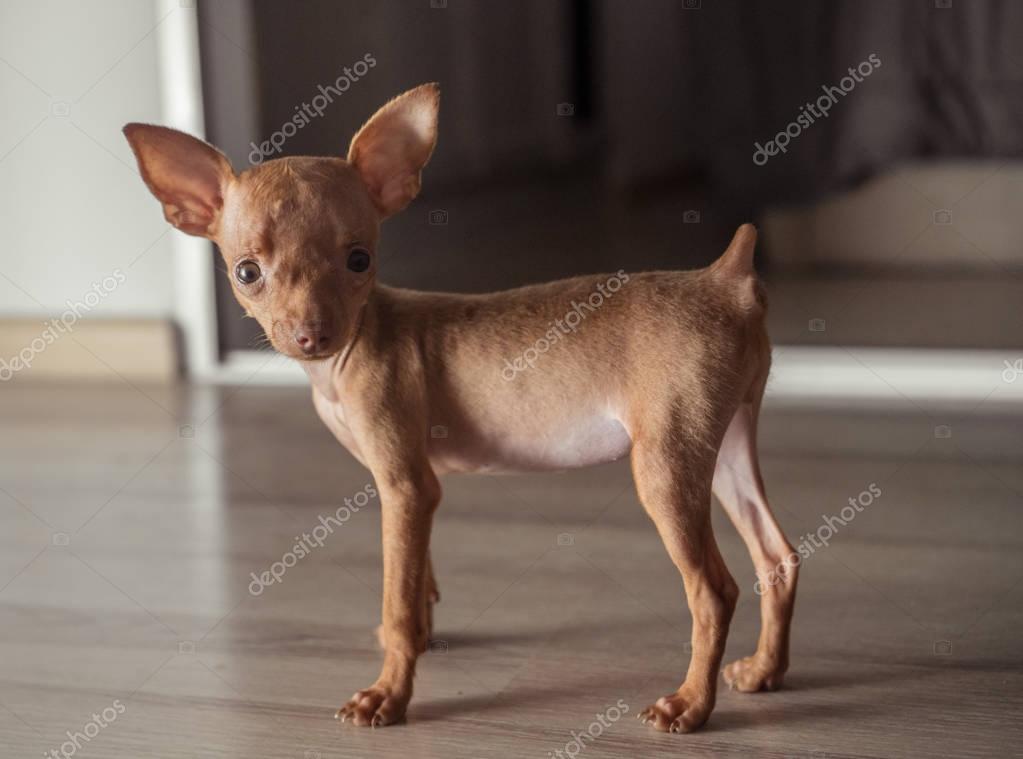 Cute miniature cheap pinscher