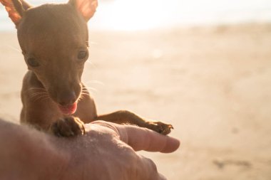 Şirin minyatür pinscher köpek yavrusu