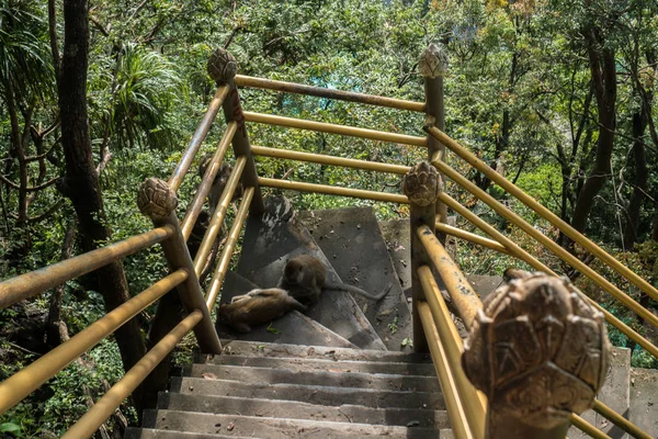 Мавп, сидячи на Сходи на тигра печерний храм в Крабі — стокове фото