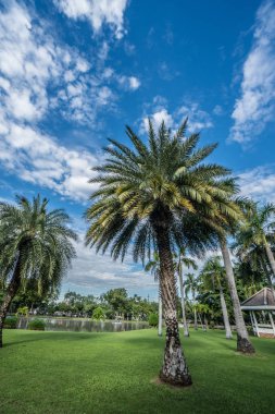Chatuchak Park Chatuchak bölgesinde, Bangkok, Tayland