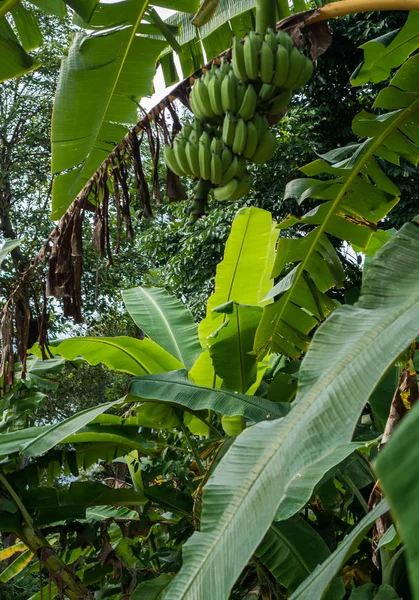 Albero di banane con grande raccolto di banane verdi — Foto Stock