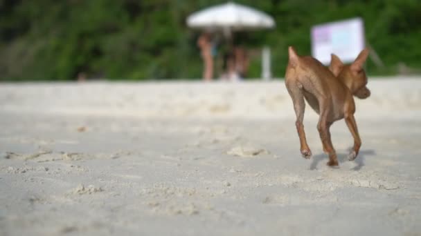 Aranyos kis méretű pinscher kiskutya a strandon — Stock videók