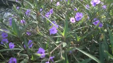 Mor çiçekler Ruellia tuberosa Linn