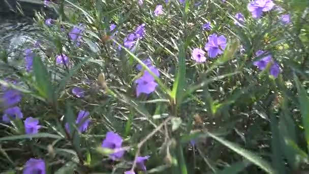 Lila virágok Ruellia tuberosa Linn — Stock videók