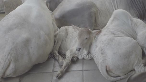 Calf resting between herd of white cows — Stock Video
