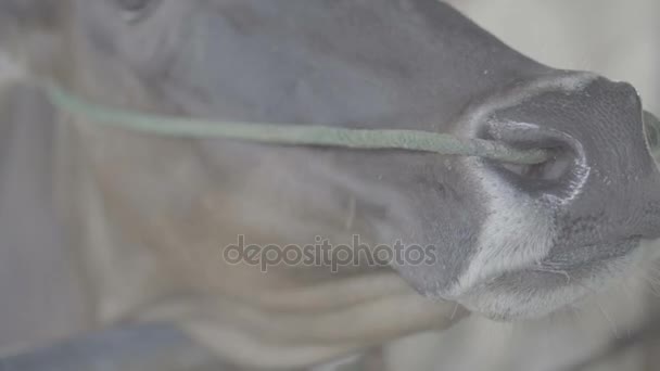 Gros plans vaches mangeant des bananes 