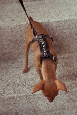 Şirin minyatür pinscher köpek yavrusu deri kayış içinde