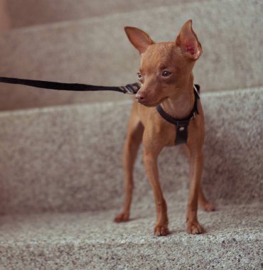 Şirin minyatür pinscher köpek yavrusu deri kayış içinde