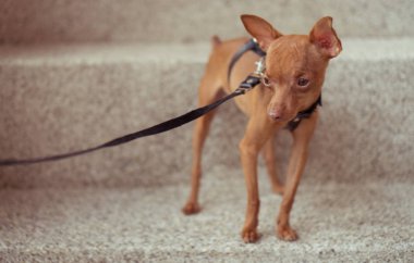Şirin minyatür pinscher köpek yavrusu deri kayış içinde