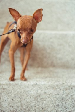 Şirin minyatür pinscher köpek yavrusu deri kayış içinde
