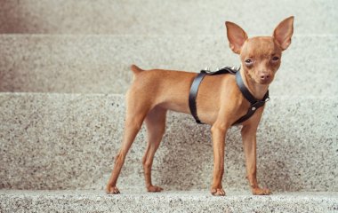 Şirin minyatür pinscher köpek yavrusu deri kayış içinde