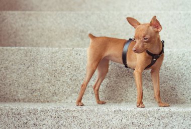 Şirin minyatür pinscher köpek yavrusu deri kayış içinde